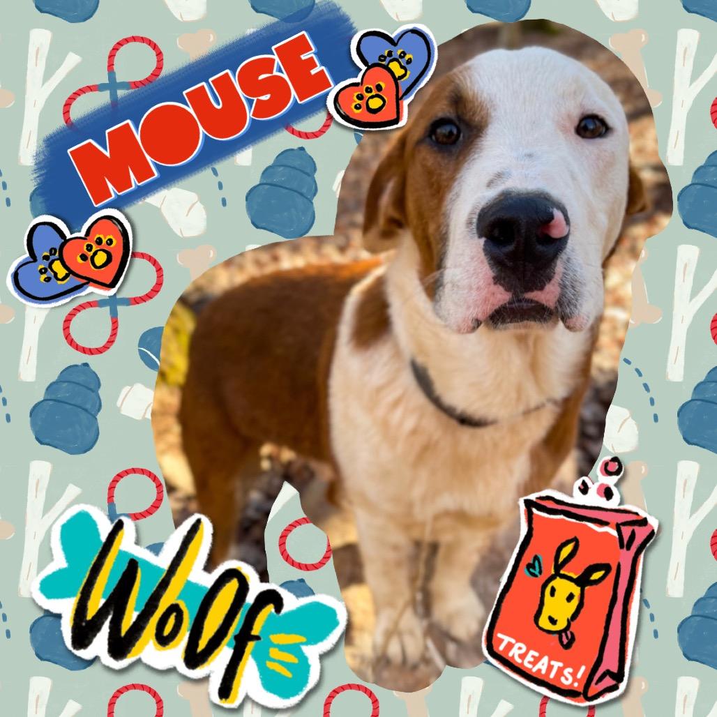 Enlarge Mouse, a Adoptable Mixed Breed in Rocky Mount, VA image 1/6