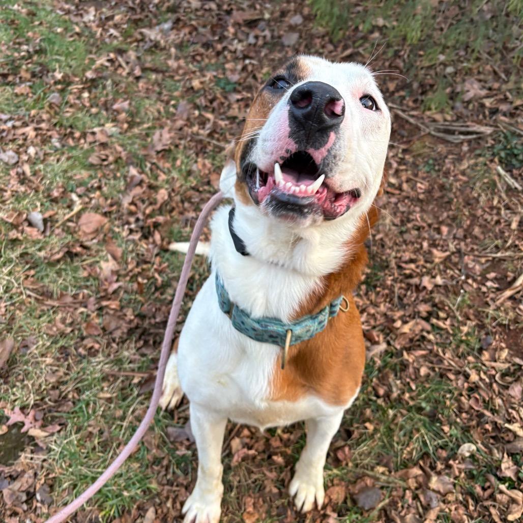 Enlarge Mouse, a Adoptable Mixed Breed in Rocky Mount, VA image 1/6
