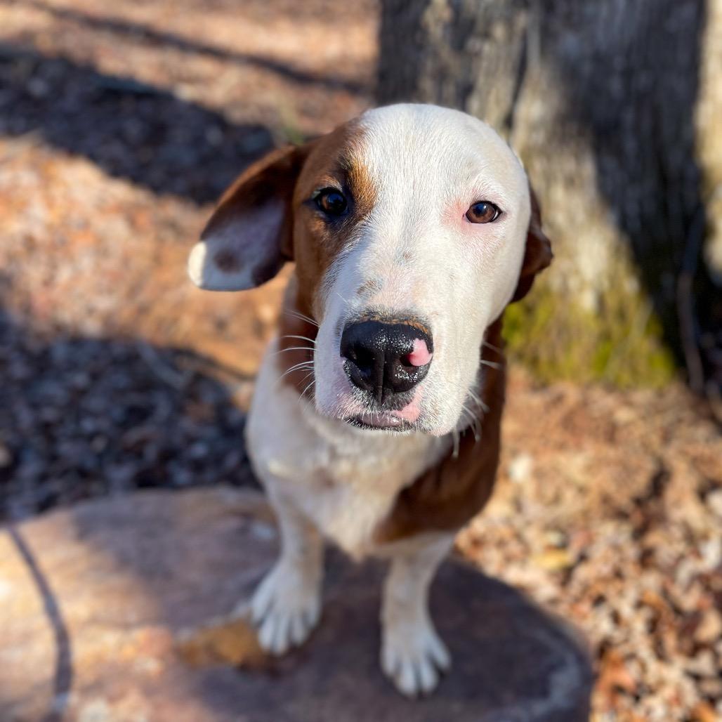 Mouse, Adoptable, Young Male Mixed Breed.
