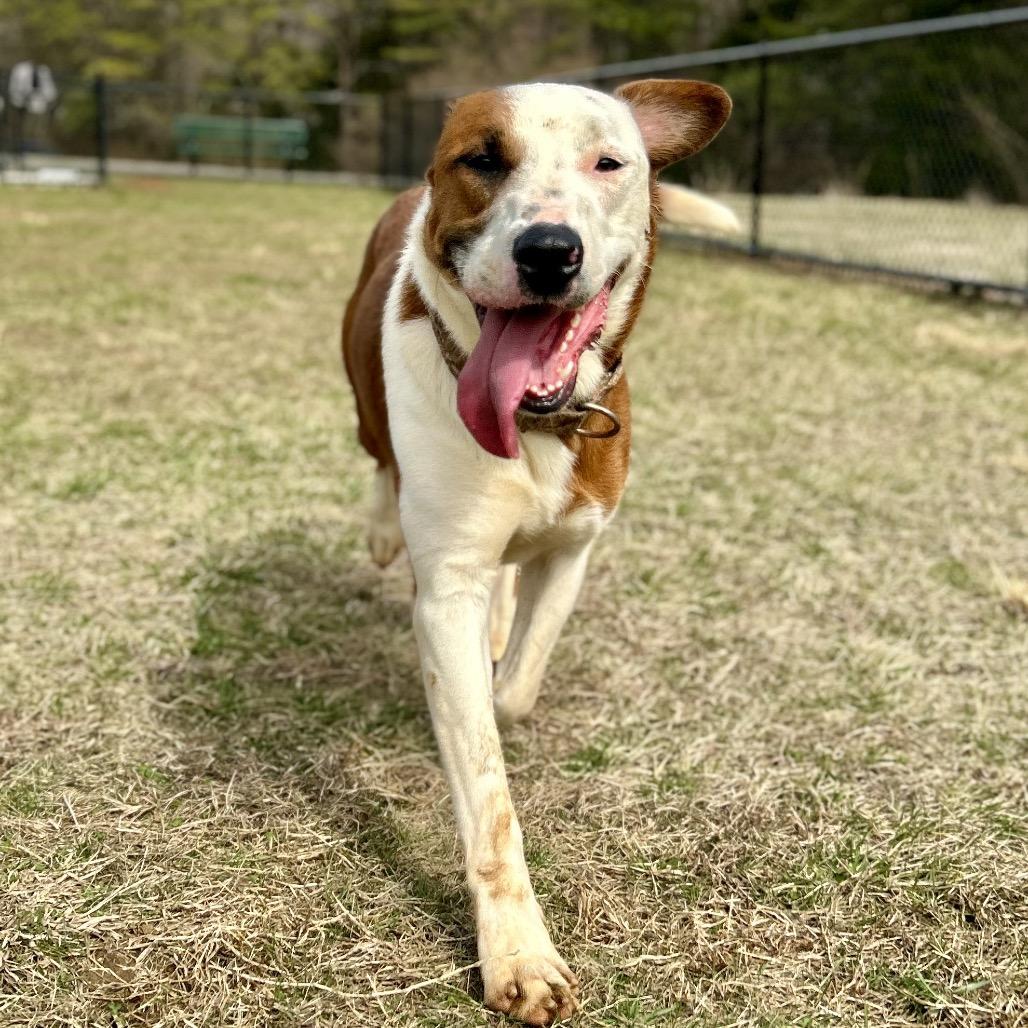 Enlarge Mouse, a Adoptable Mixed Breed in Rocky Mount, VA image 2/6