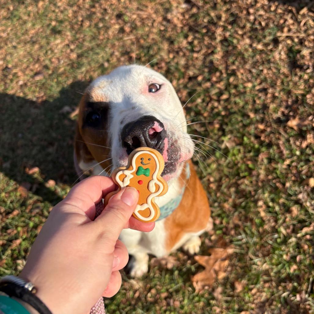Enlarge Mouse, a Adoptable Mixed Breed in Rocky Mount, VA image 4/6