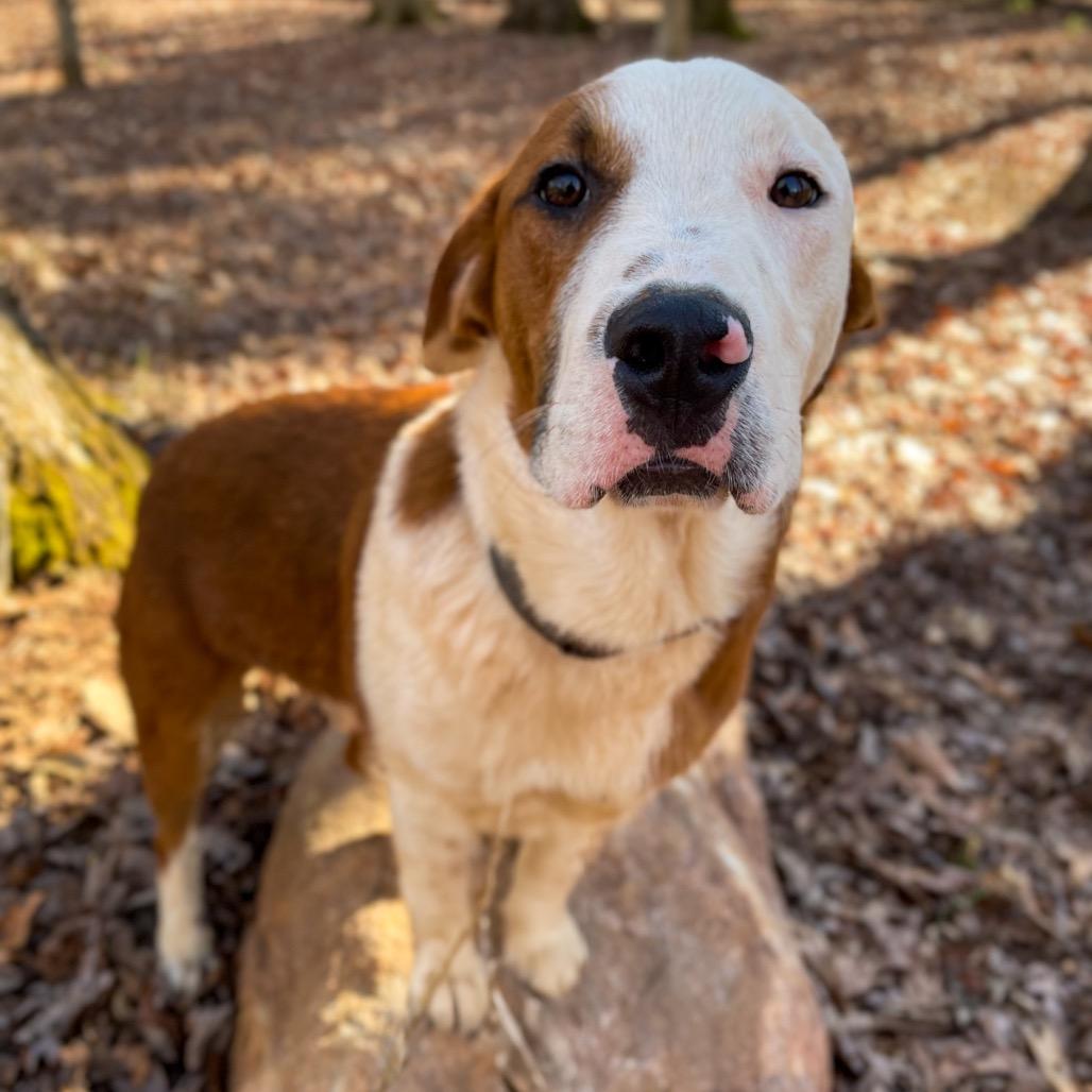 Enlarge Mouse, a Adoptable Mixed Breed in Rocky Mount, VA image 3/4