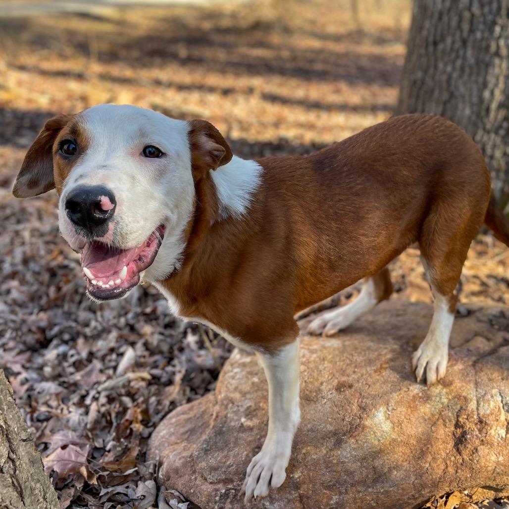 Enlarge Mouse, a Adoptable Mixed Breed in Rocky Mount, VA image 4/4