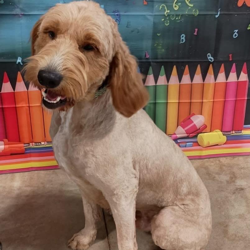 Fuddle, Adoptable, Adult Male Golden Retriever & Poodle.