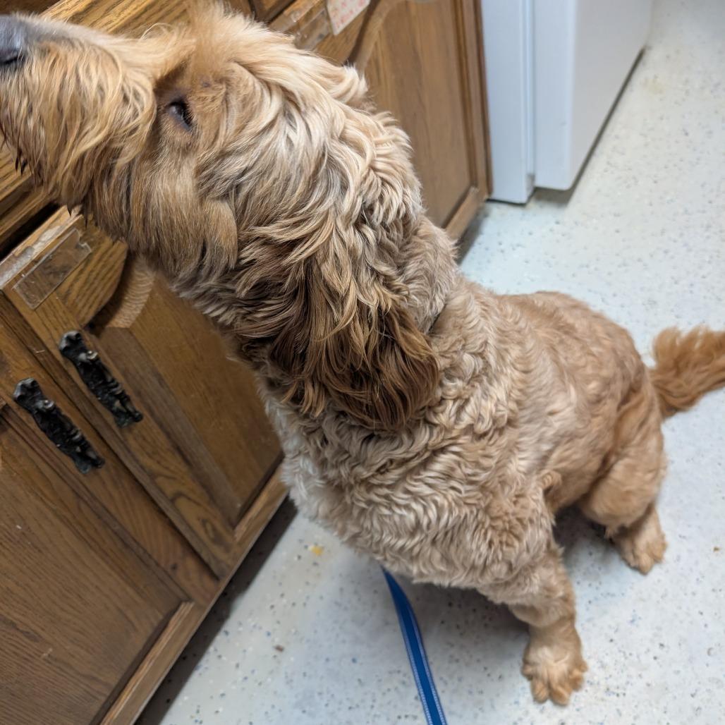 Fuddle, a Adoptable mixed breed in Blair, WI image 3/6