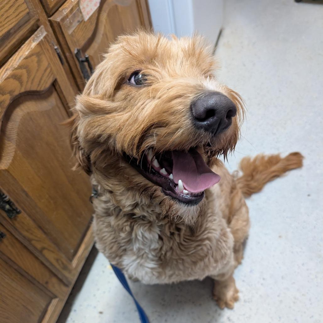 Fuddle, a Adoptable mixed breed in Blair, WI image 4/6
