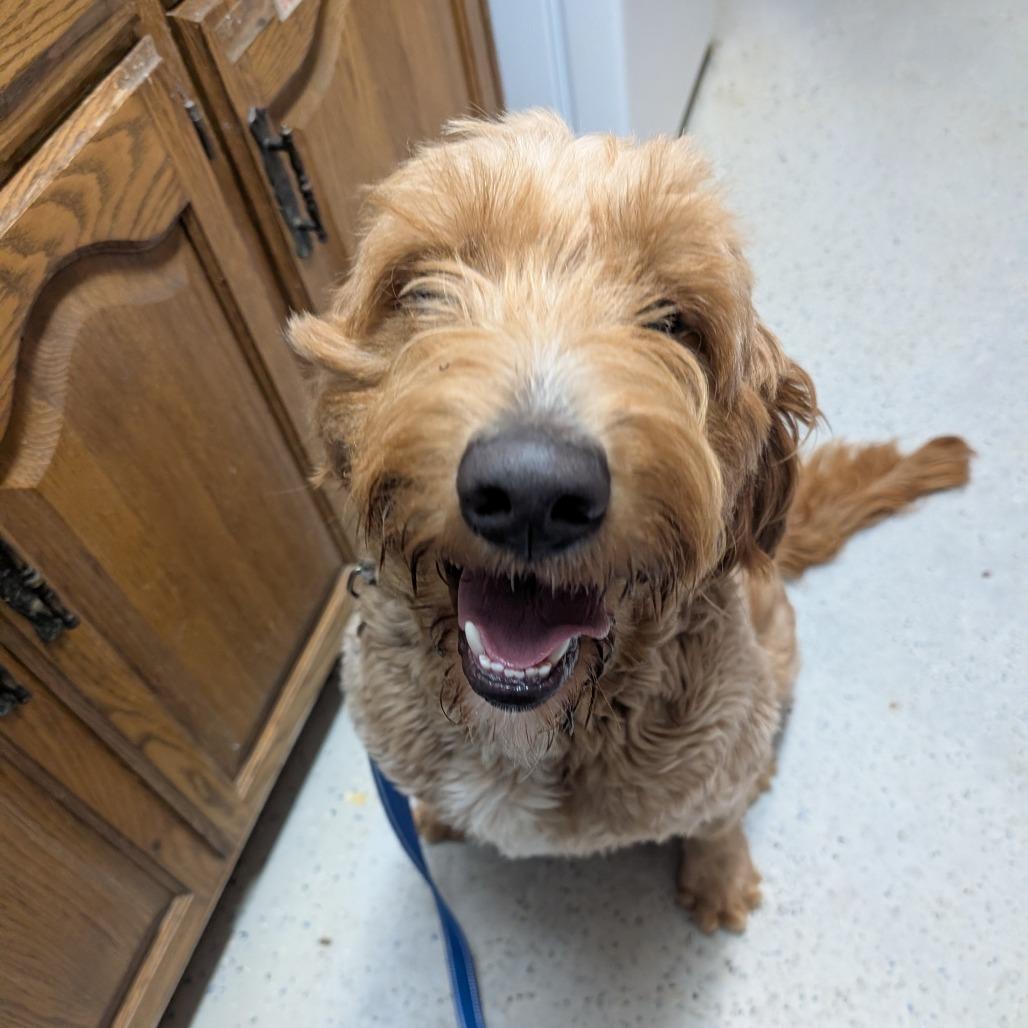 Fuddle, a Adoptable mixed breed in Blair, WI image 6/6