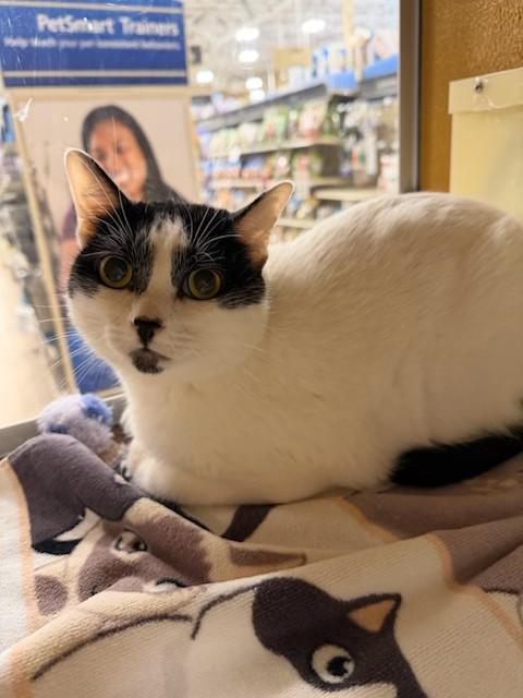 Polly, ADOPTABLE, Adult Female Domestic Short Hair.