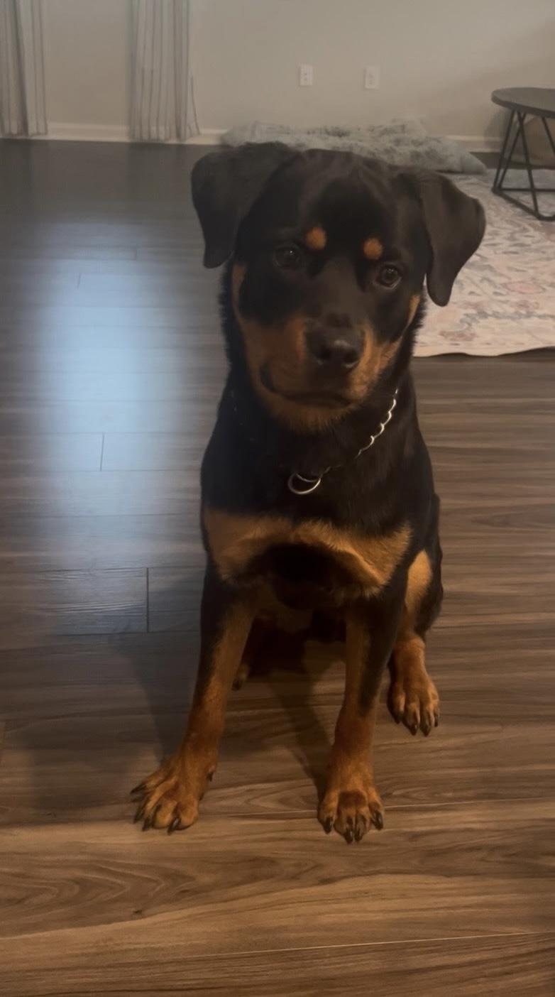 Enlarge Hank(in foster), an adopted mixed breed in Myrtle Beach, SC image 2/3