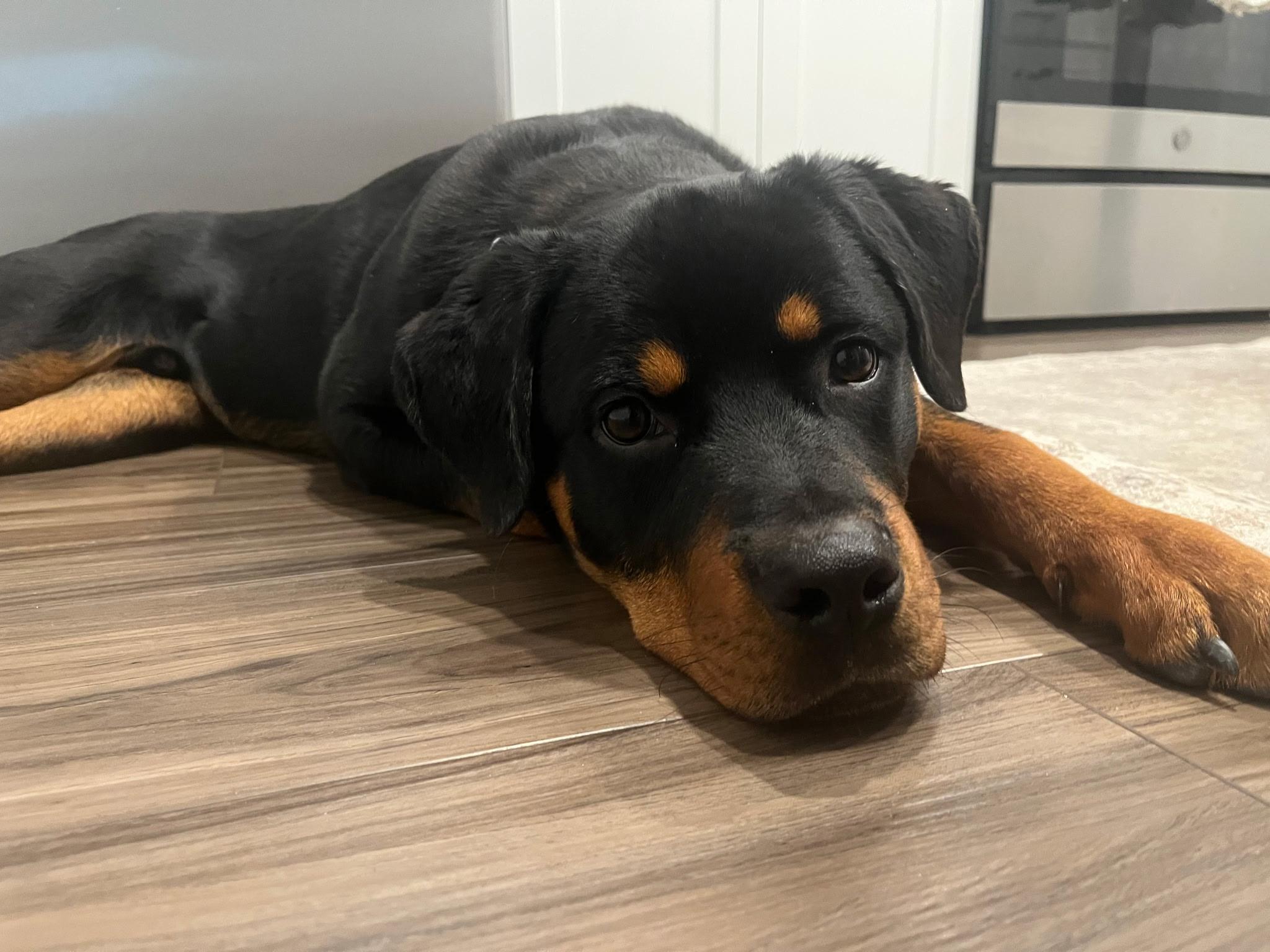Hank(in foster), adopted, Young Male Rottweiler.