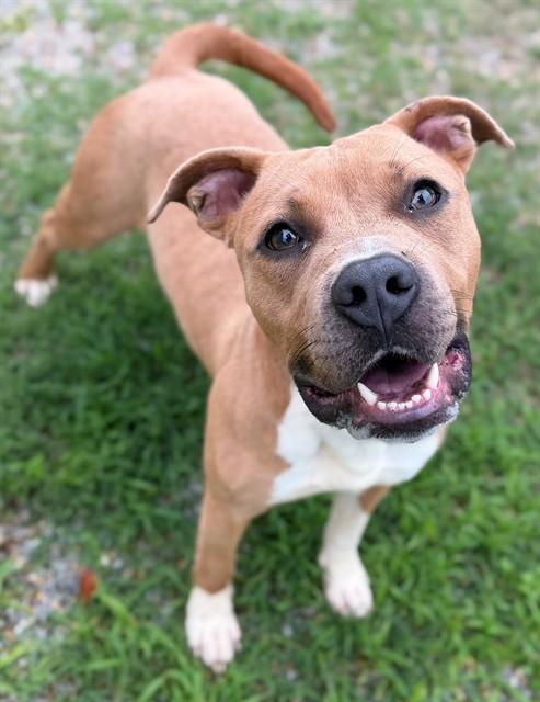 BRIE, Adoptable, Young Female Pit Bull Terrier.
