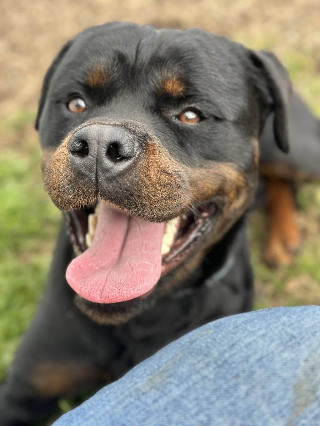 Dino 51755, Adoptable, Young Male Rottweiler.