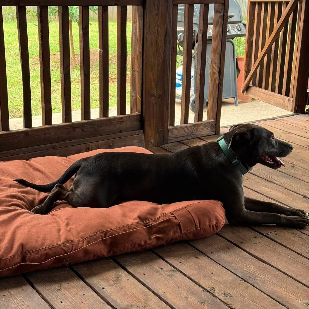 Enlarge Hensley 22895, a Adoptable mixed breed in Minneapolis, MN image 2/3