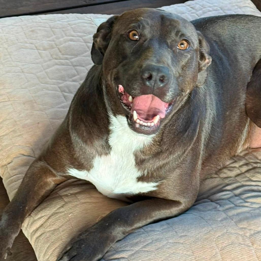 Enlarge Hensley 22895, a Adoptable mixed breed in Minneapolis, MN image 3/3