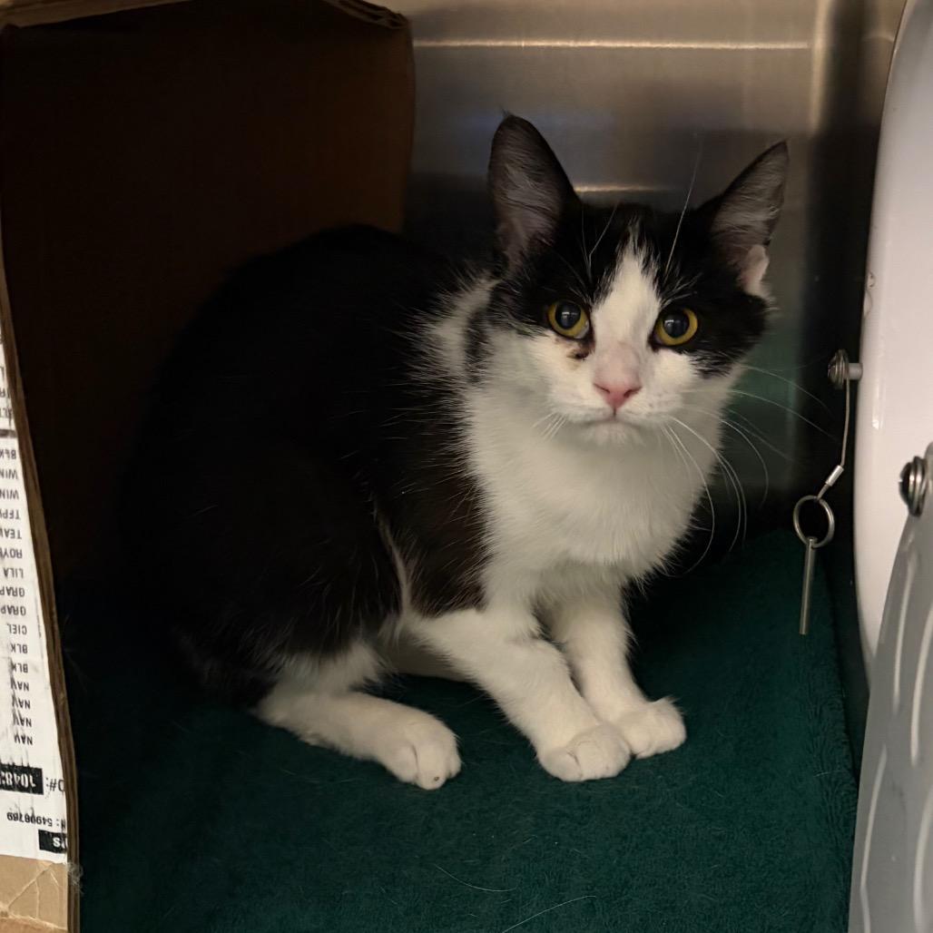 Enlarge Seat Belt (Critter Barn), a Adoptable Domestic Short Hair in West Olive, MI image 1/1