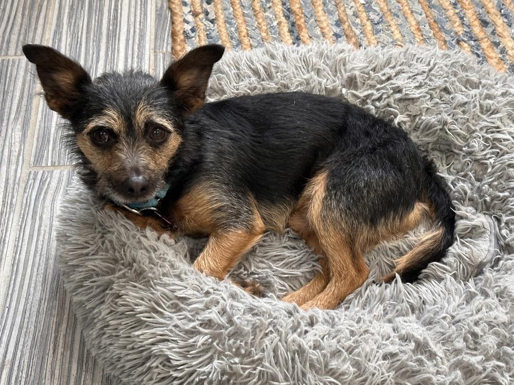 Flash, Adoptable, Adult Male Terrier.