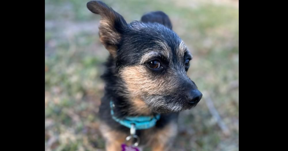 Enlarge Flash, a Adoptable mixed breed in Richardson, TX image 3/6