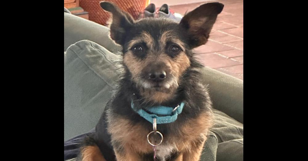 Enlarge Flash, a Adoptable mixed breed in Richardson, TX image 6/6