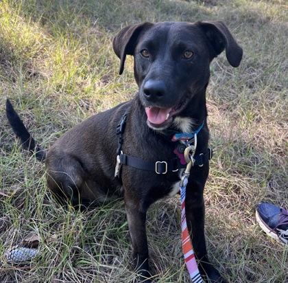 Issey, Adoptable, Adult Female Mixed Breed & Mixed Breed.
