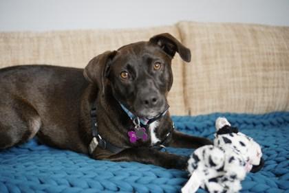 Enlarge Issey, a Adoptable Mixed Breed in Savannah, GA image 2/3