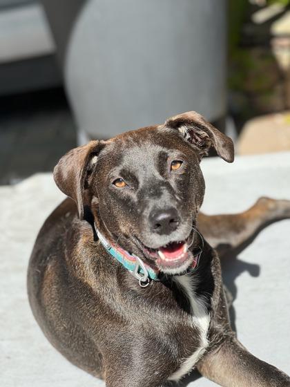 Enlarge Issey, a Adoptable Mixed Breed in Savannah, GA image 3/3