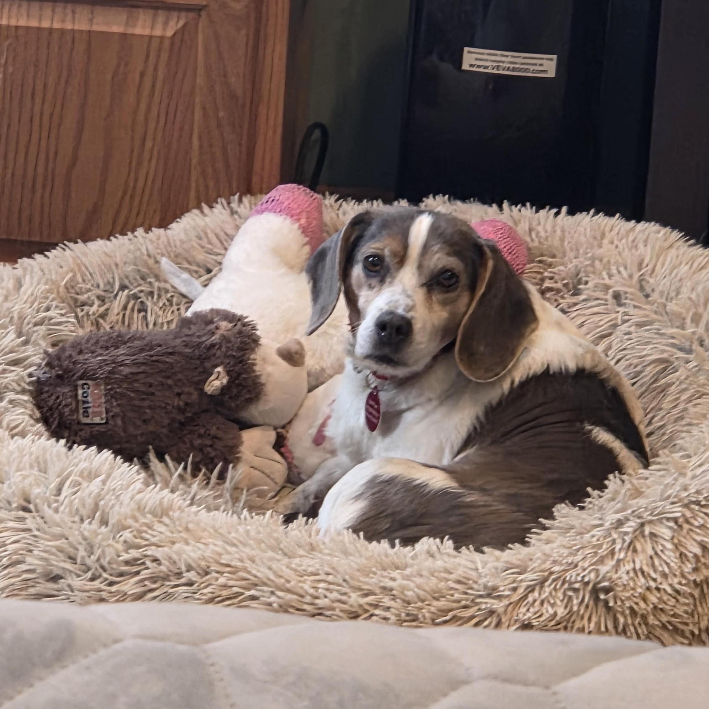 Enlarge Anna, a ADOPTABLE Beagle in Stoughton, MA image 2/6