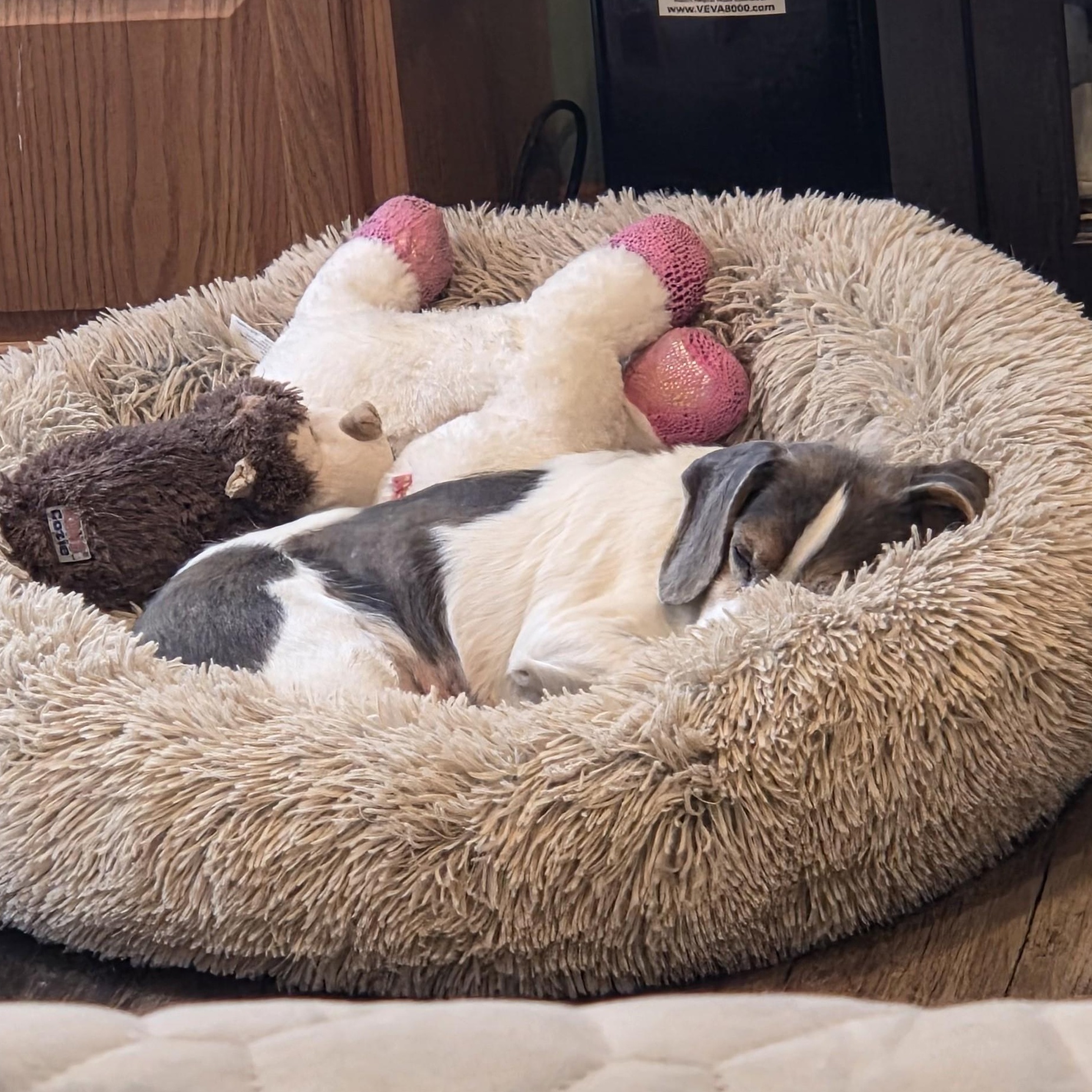 Enlarge Anna, a ADOPTABLE Beagle in Stoughton, MA image 4/6