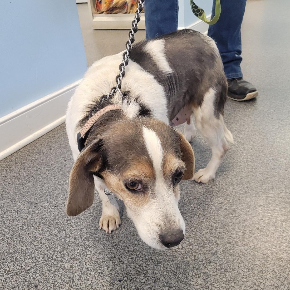 Enlarge Anna and Sylvia, a ADOPTABLE Beagle in Stoughton, MA image 3/4
