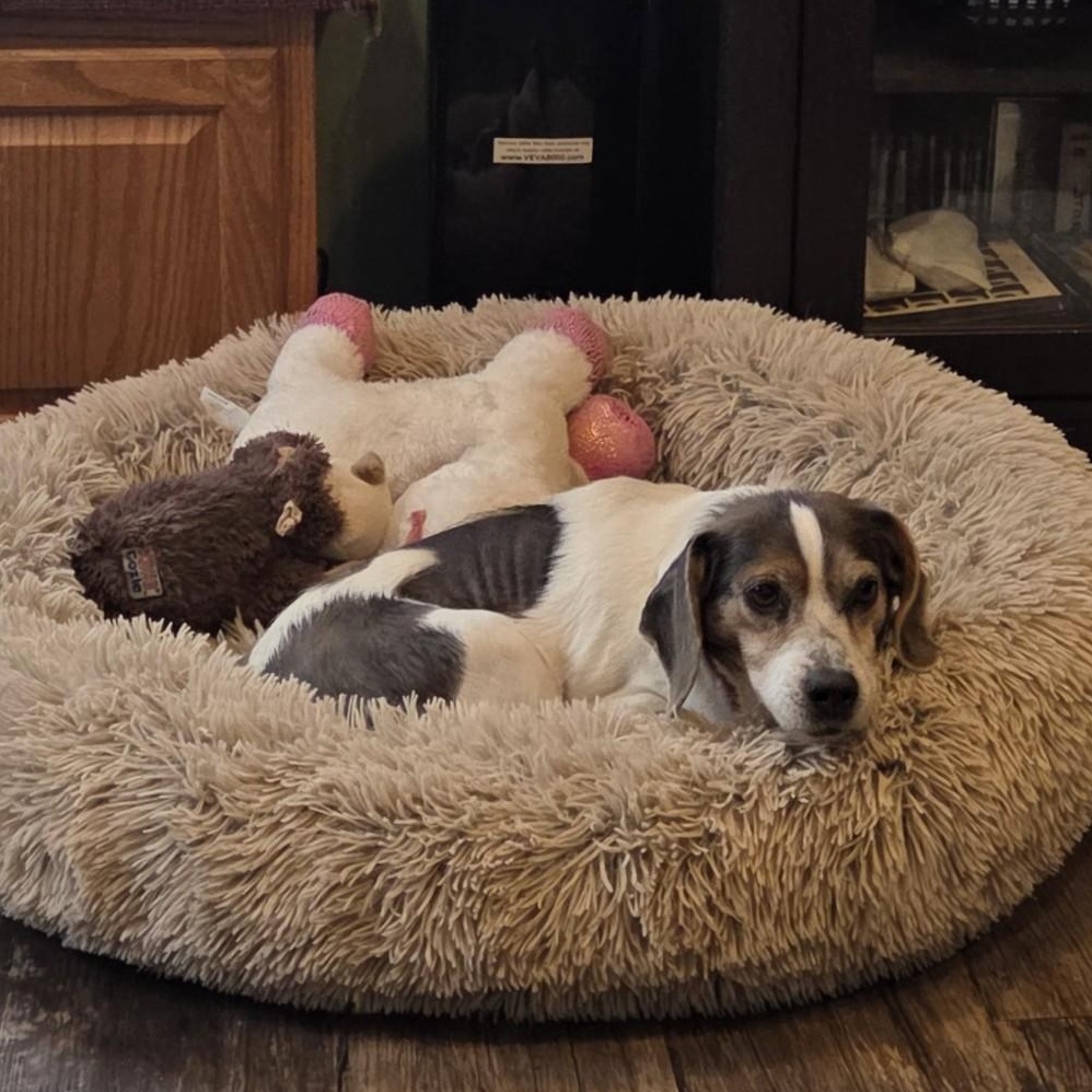 Enlarge Anna, a ADOPTABLE Beagle in Stoughton, MA image 3/6