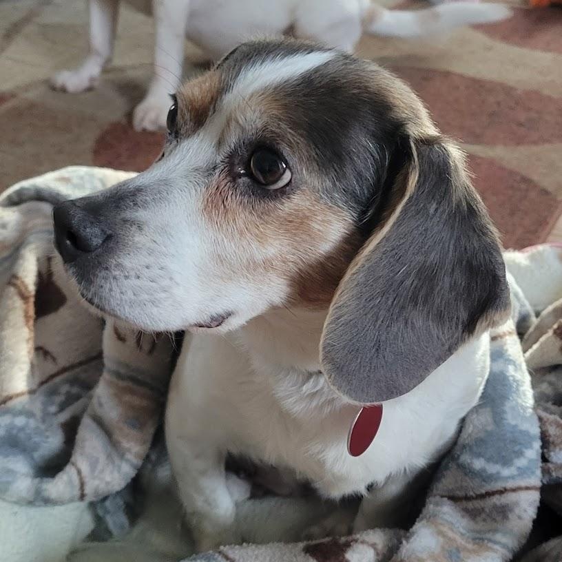 Anna, an adopted Beagle in Stoughton, MA image 1/6