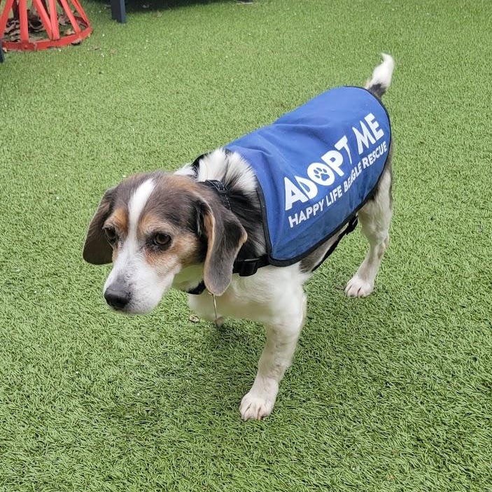 Anna, an adopted Beagle in Stoughton, MA image 5/6