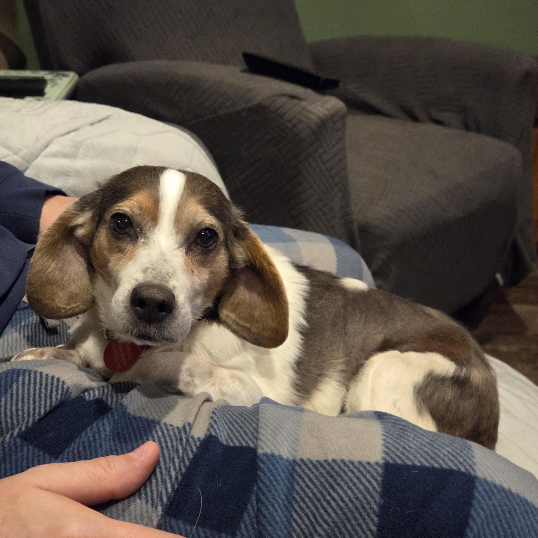 Enlarge Anna, a ADOPTABLE Beagle in Stoughton, MA image 1/6