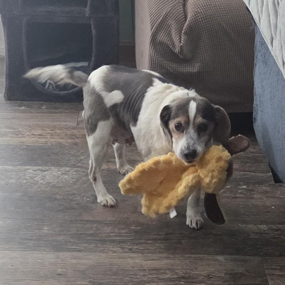 Enlarge Anna, a ADOPTABLE Beagle in Stoughton, MA image 5/6