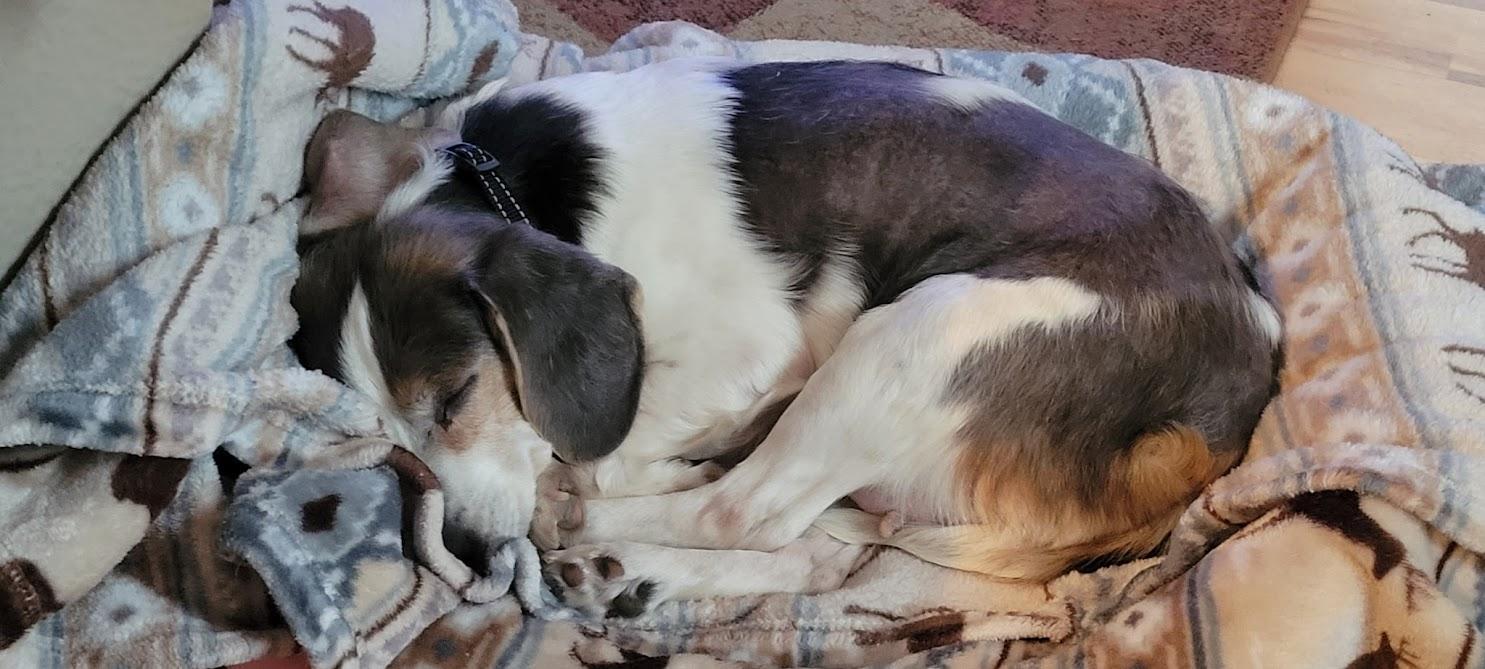 Anna, an adopted Beagle in Stoughton, MA image 3/6