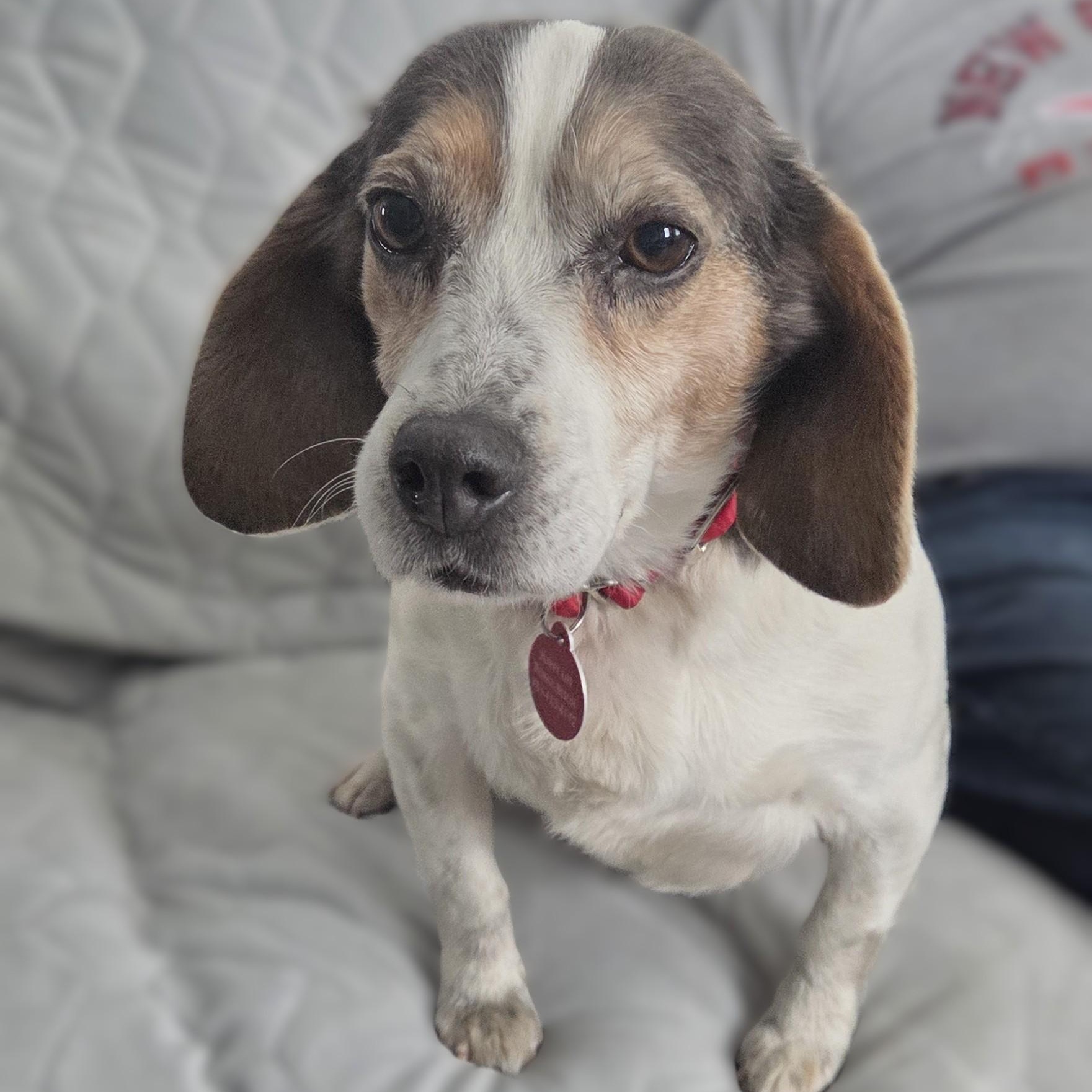 Enlarge Anna, a ADOPTABLE Beagle in Stoughton, MA image 6/6
