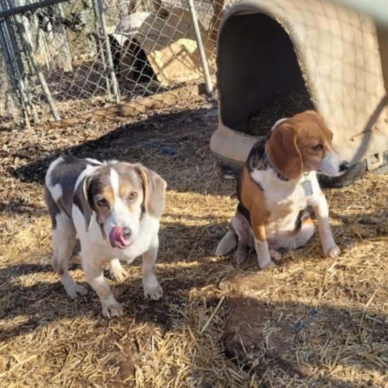 Enlarge Anna and Sylvia, a ADOPTABLE Beagle in Stoughton, MA image 2/4