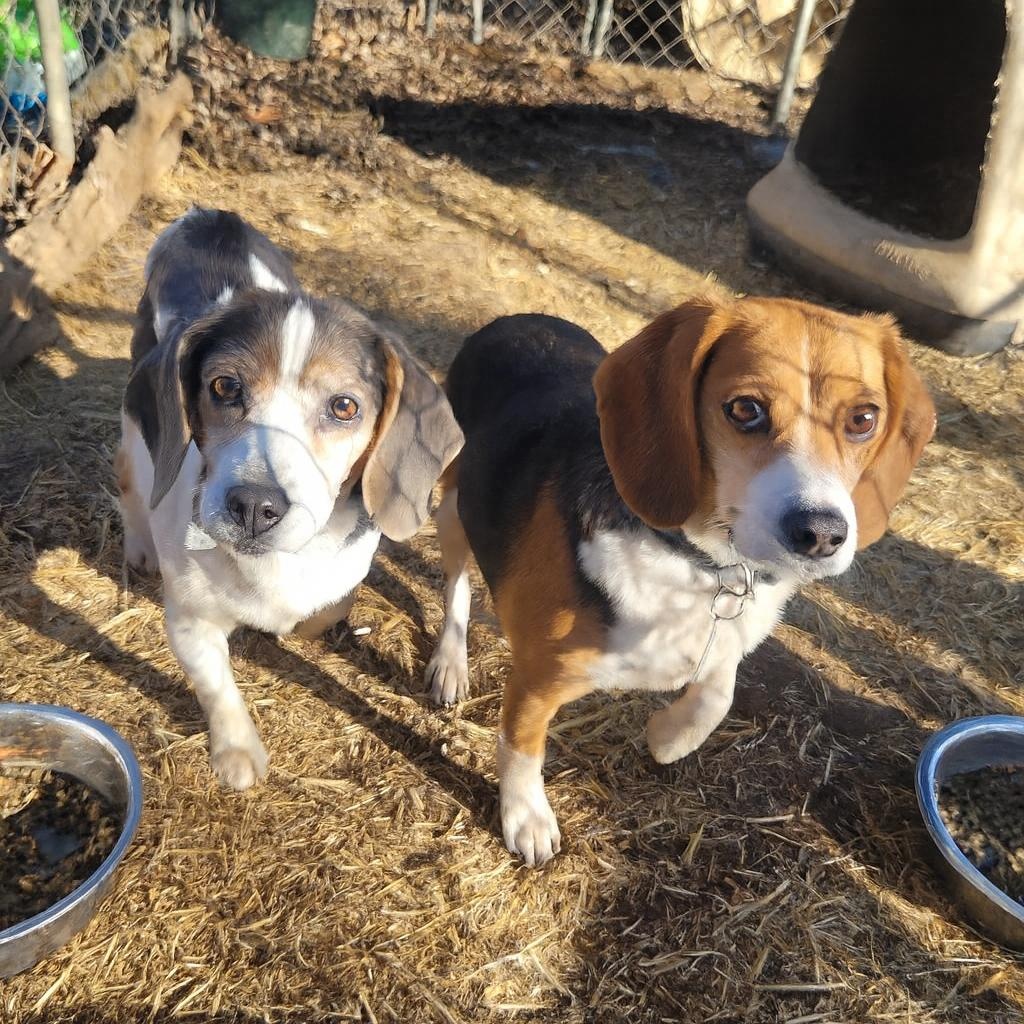 Anna and Sylvia, ADOPTABLE, Adult Female Beagle.