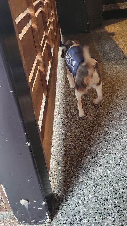 Enlarge Anna, an adopted Beagle in Stoughton, MA video 6/6