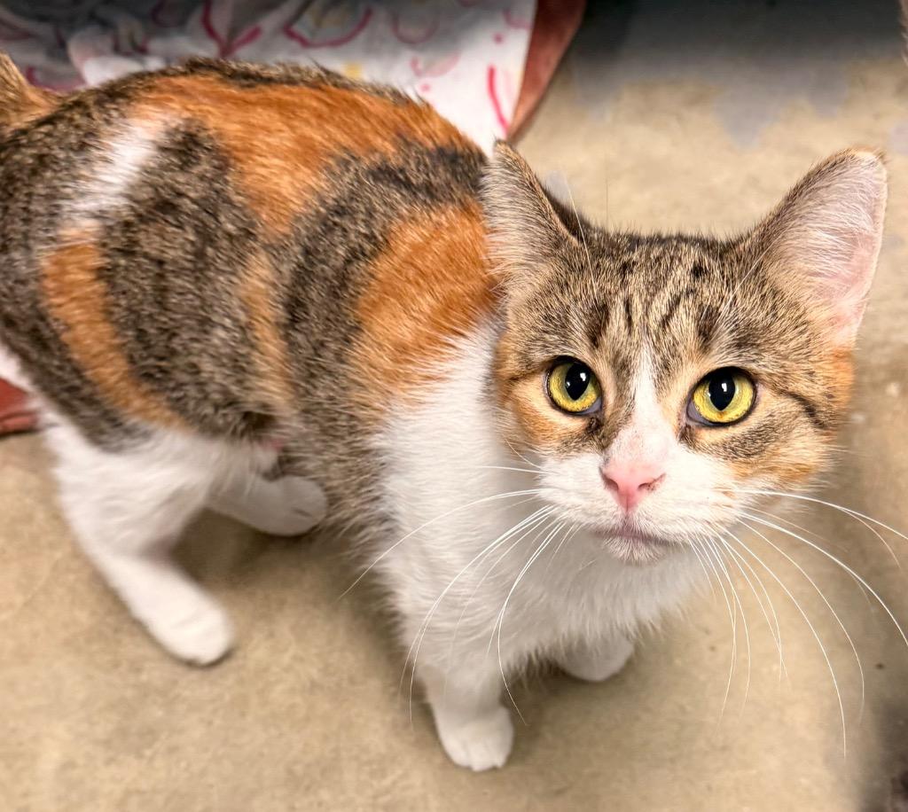 Bonnie, a Adoptable mixed breed in Defiance, OH image 2/6