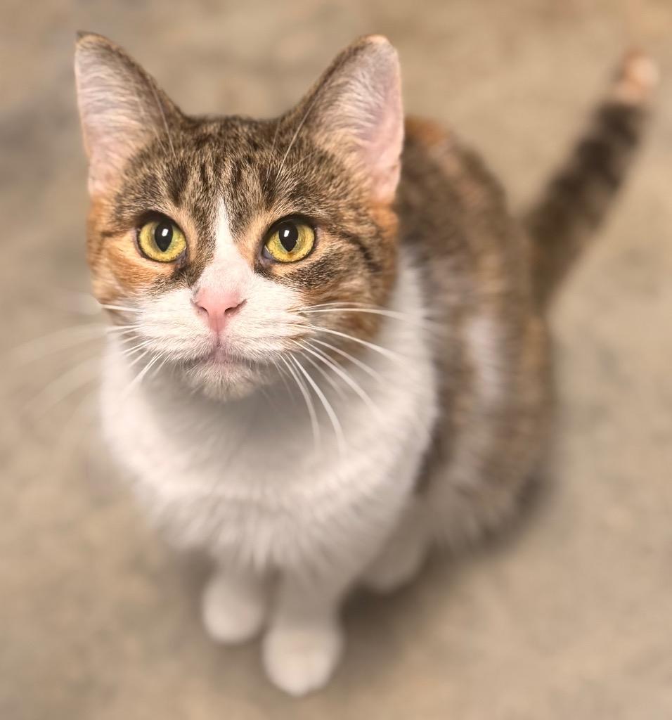 Bonnie, a Adoptable mixed breed in Defiance, OH image 3/6