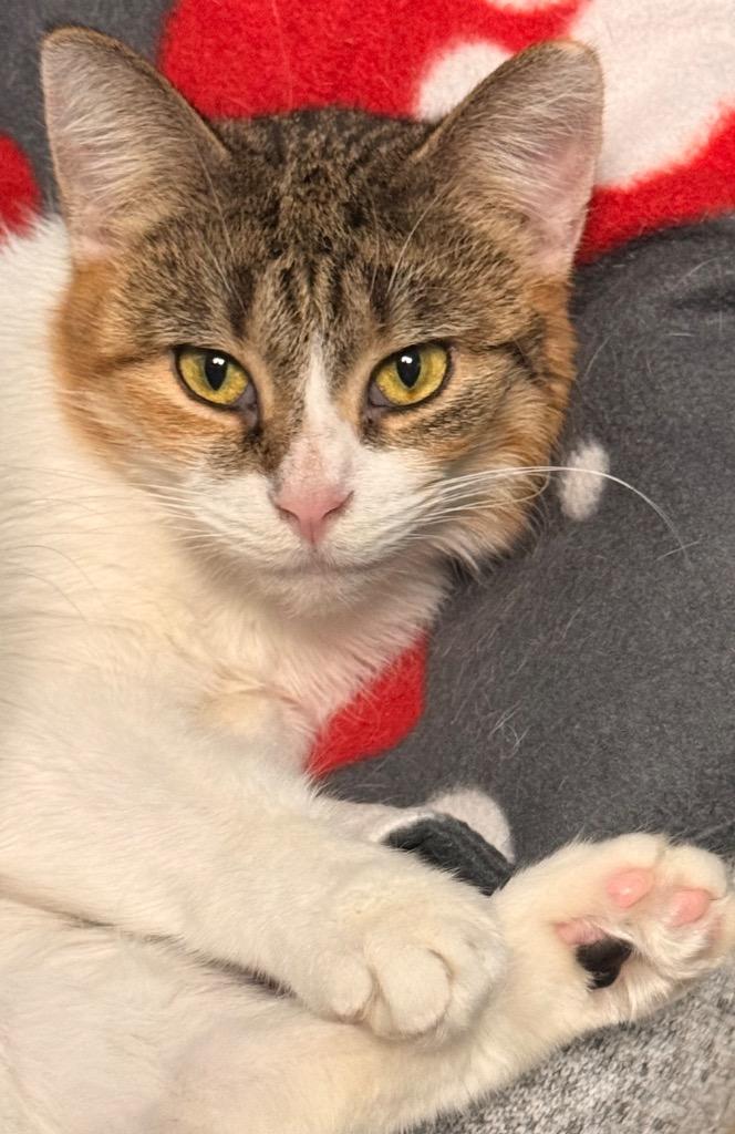 Bonnie, a Adoptable mixed breed in Defiance, OH image 4/6