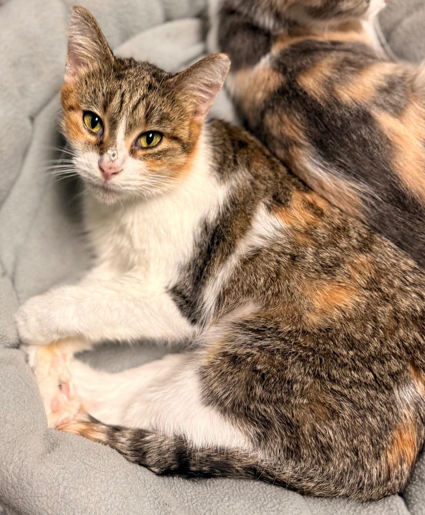 Bonnie, a Adoptable mixed breed in Defiance, OH image 6/6