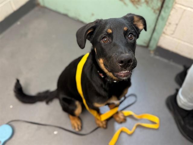 Enlarge AUSTEN, a Adoptable mixed breed in Antioch, CA image 1/1