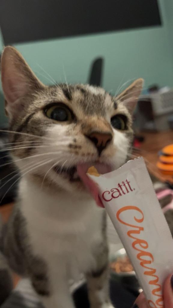 Stanko, Adoptable, Kitten Female Domestic Short Hair.