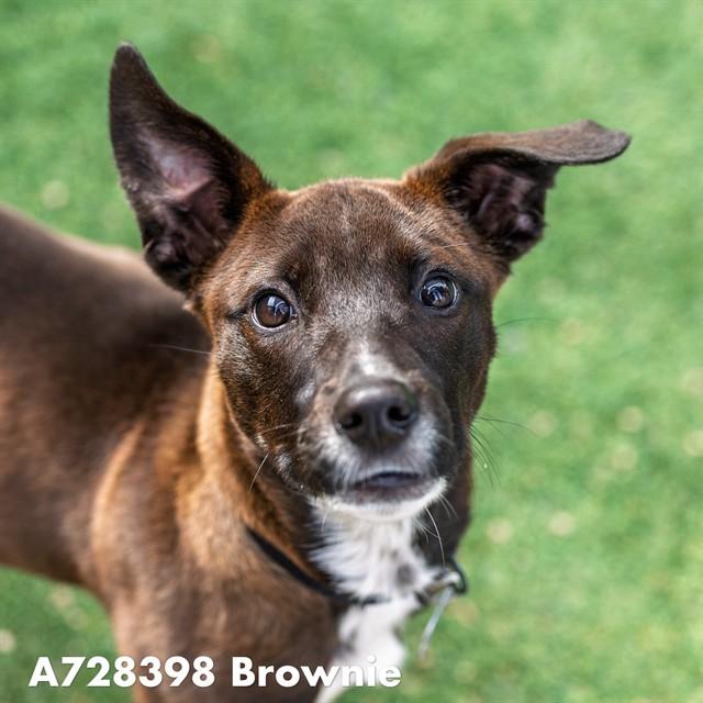 BROWNIE, Adoptable, Young Female Pit Bull Terrier & Belgian Shepherd / Malinois.