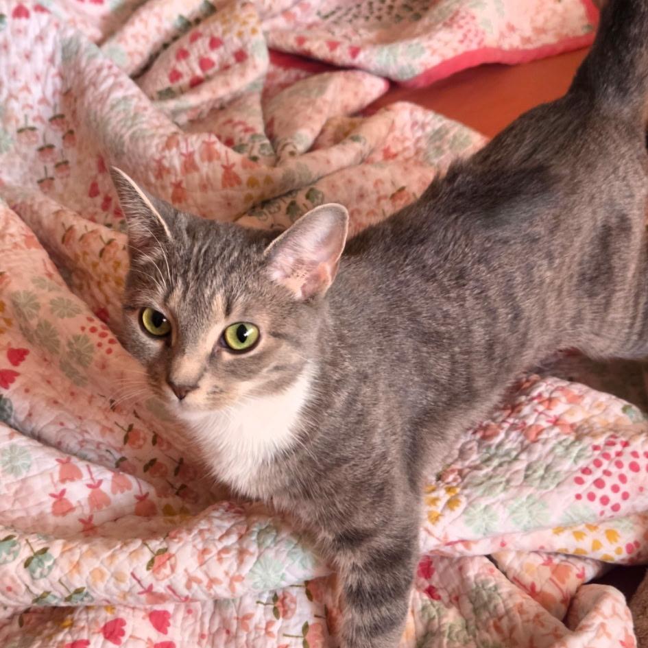 Sheba, Adoptable, Young Female Domestic Short Hair.