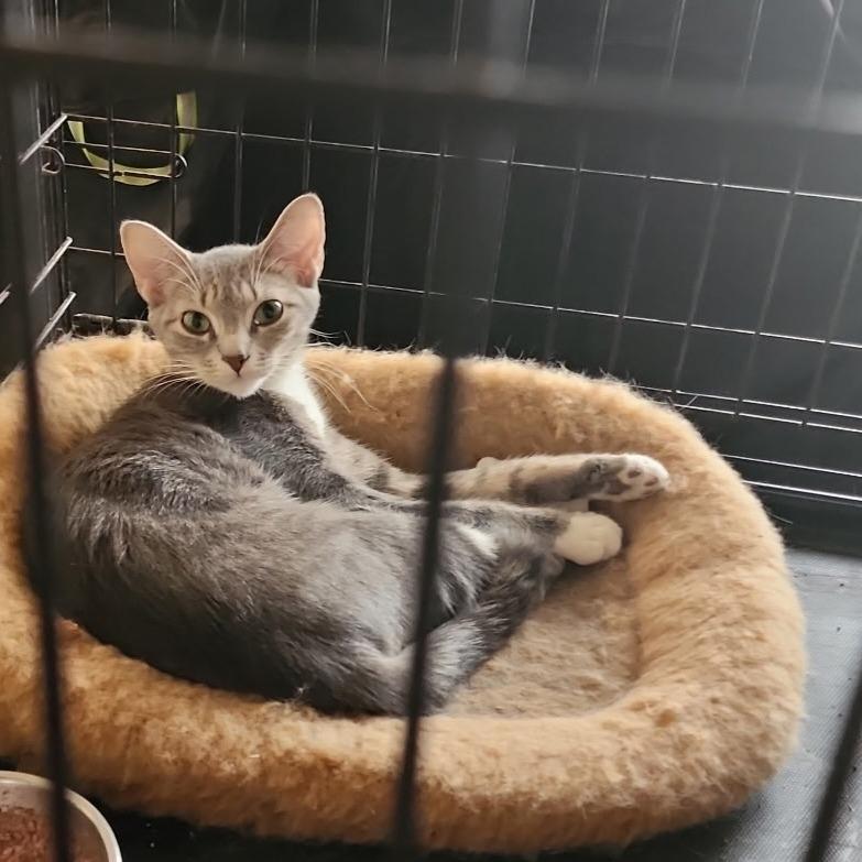 Enlarge Sheba, a Adoptable Domestic Short Hair in Germantown, MD image 2/6