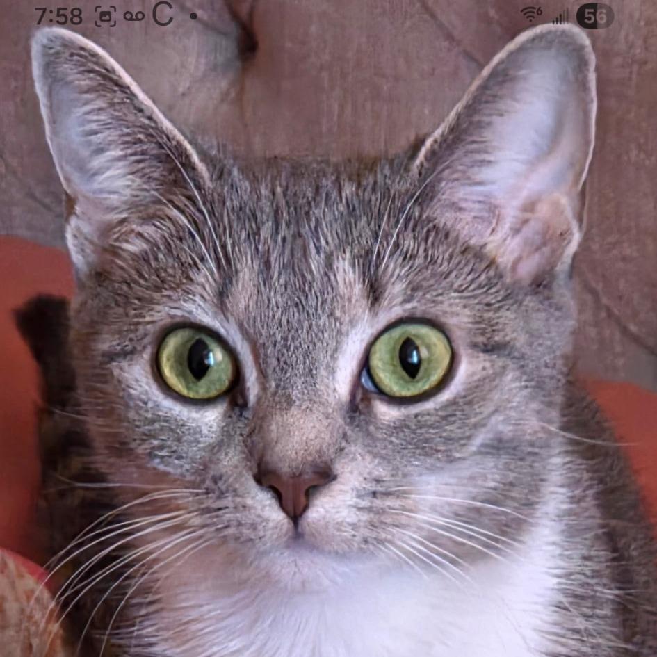 Enlarge Sheba, a Adoptable Domestic Short Hair in Germantown, MD image 3/6