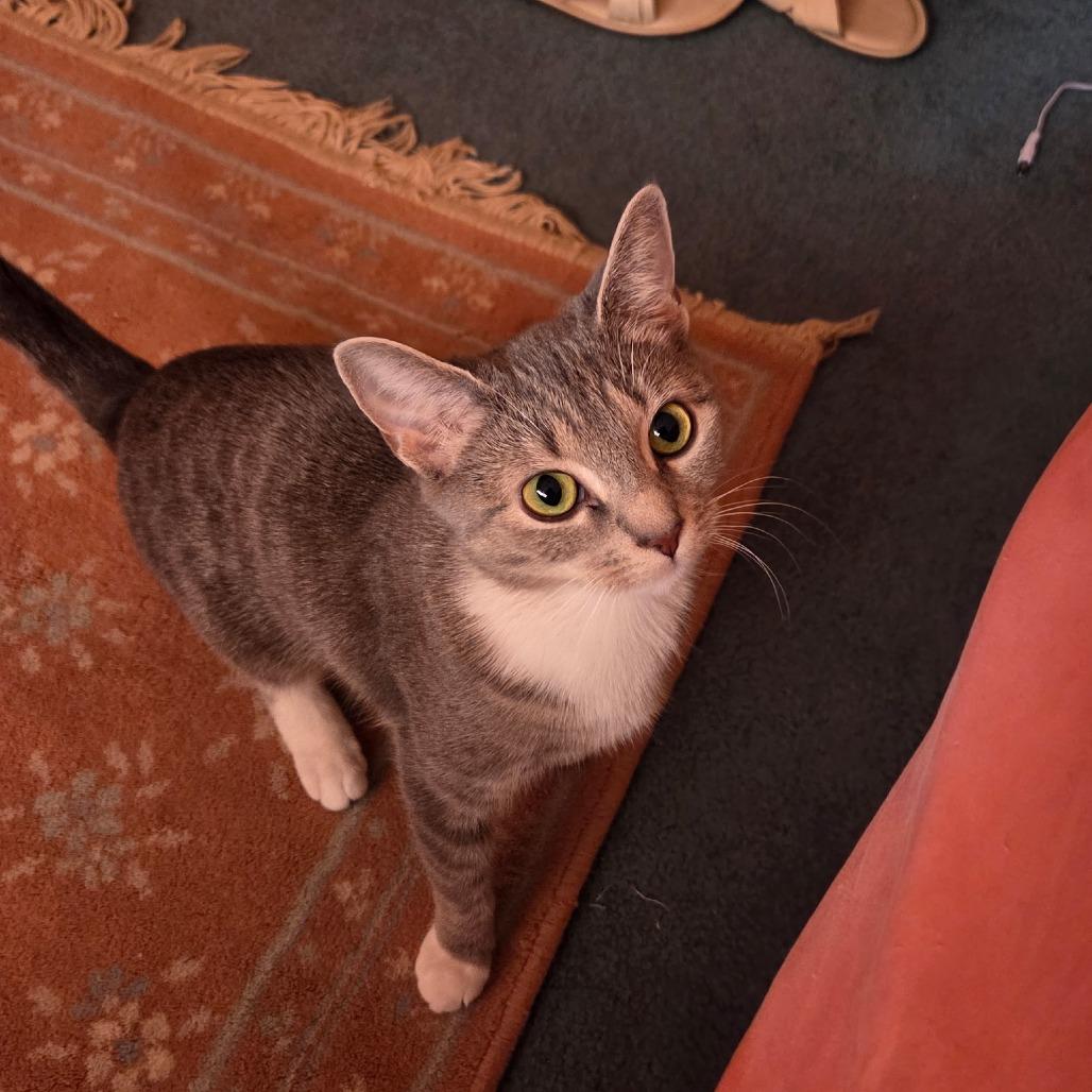 Enlarge Sheba, a Adoptable Domestic Short Hair in Germantown, MD image 5/6