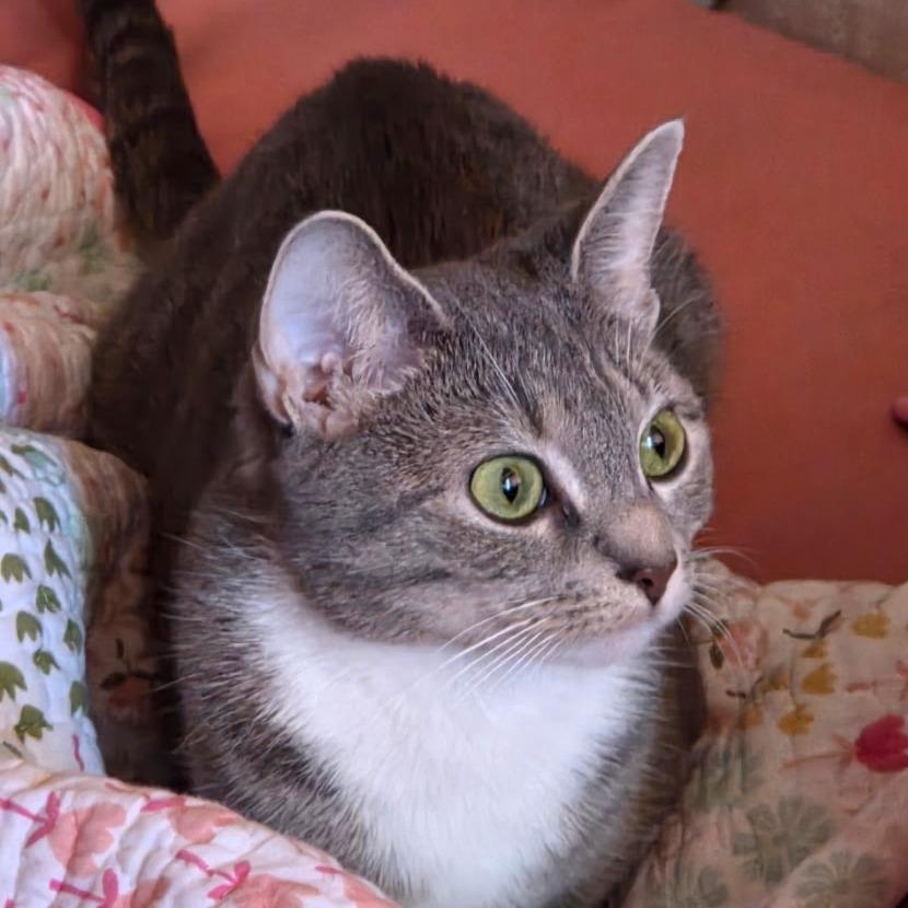 Enlarge Sheba, a Adoptable Domestic Short Hair in Germantown, MD image 6/6